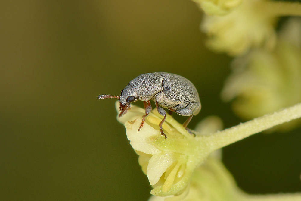 Bruchela rufipes?  Sì,  Bruchela rufipes rufipes
